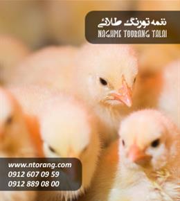 فروش جوجه گوشتی آرین مزرعه نمونه ارتش